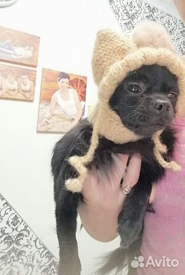 Шапочка для собаки