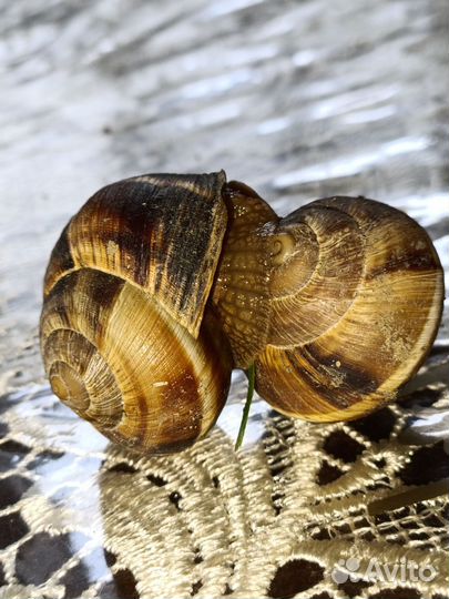 Улитки виноградные