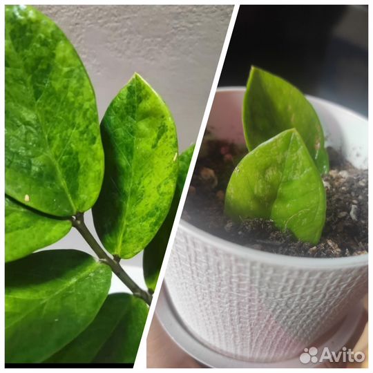 Замиокулькас вариегатный Green on green