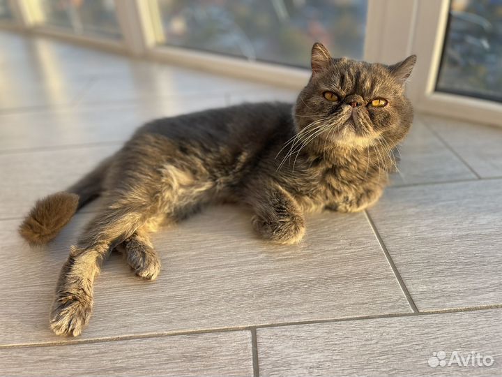 Экзотический кот