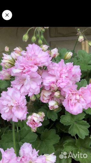 Пеларгония герань