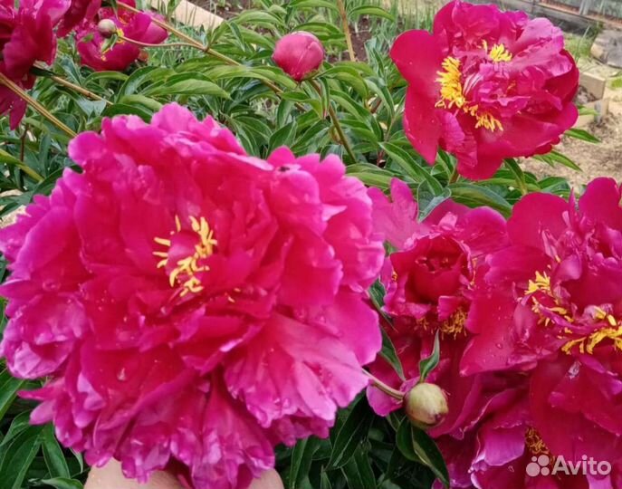 Пион 3 видов, корень