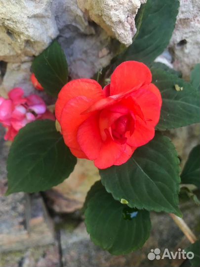 Бальзамин махровый (Ванька мокрый)