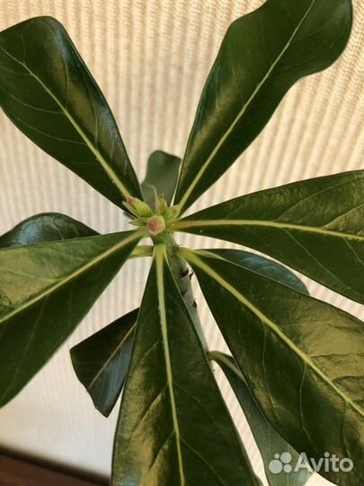 Адениум взрослый