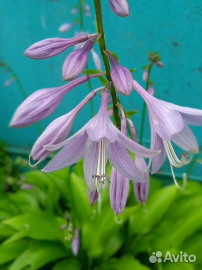 Хоста Ланцетолистная