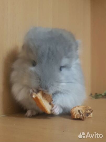 Шиншилленок девочка, фиолетовая ангора, нс