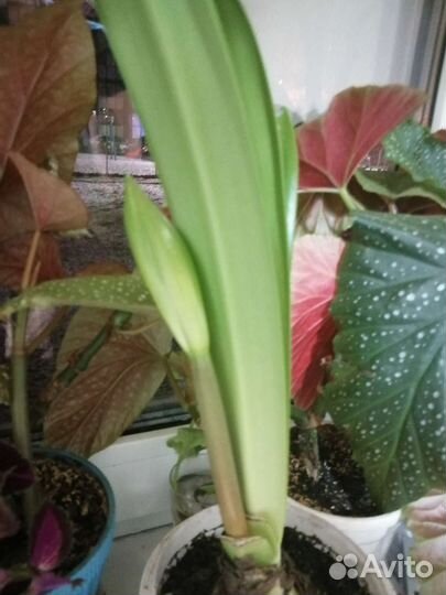 Колеус, амариллис