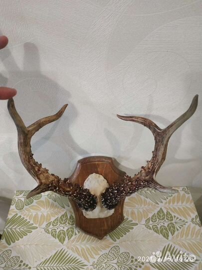 Рога косули