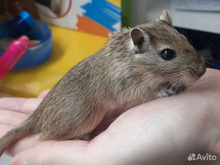 Мышки Песчанка