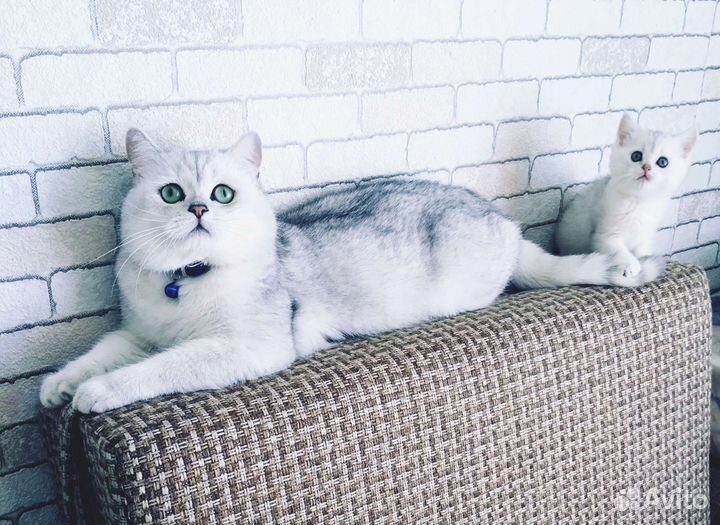 Шотландский кот вязка