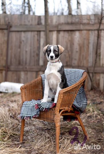 Щенок в добрые руки