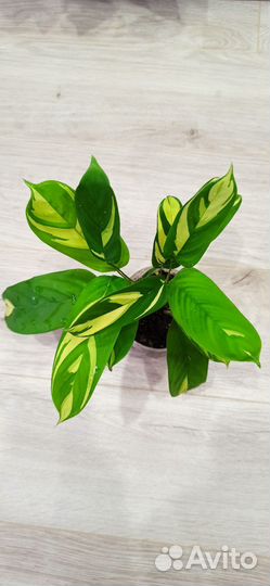 Ктенанта Лубберса