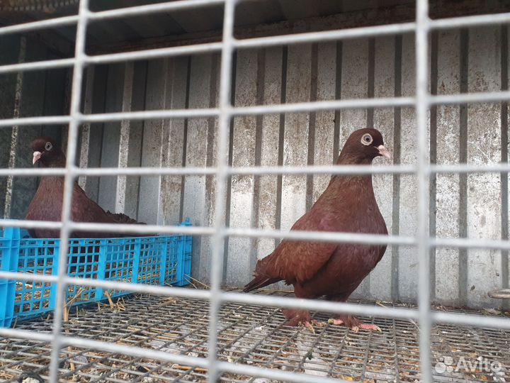 Продажа голубей