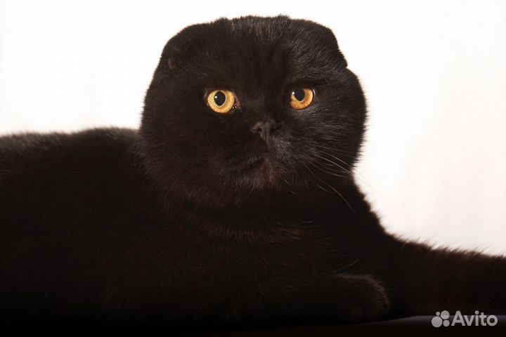 Шотландские вислоухие девочка и мальчик