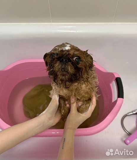 Пти брабансон вязка