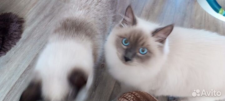 Невский маскарадный кот вязка