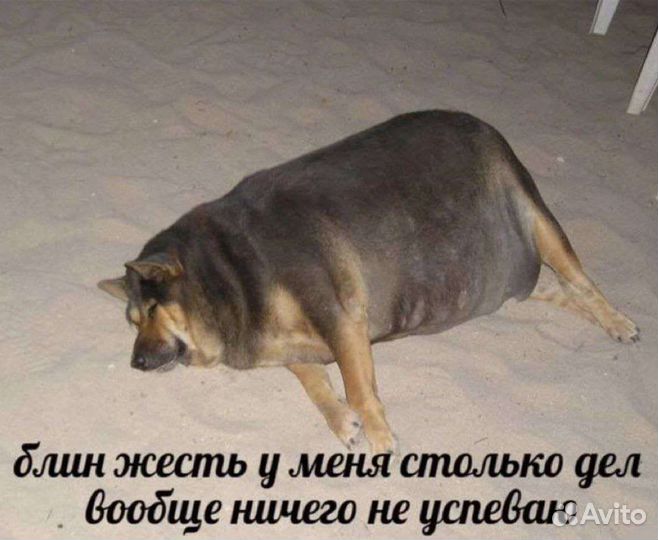 Репетитор по информатике