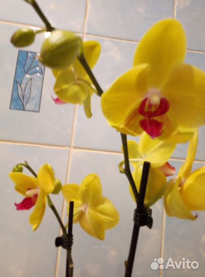 Коллекционные орхидеи