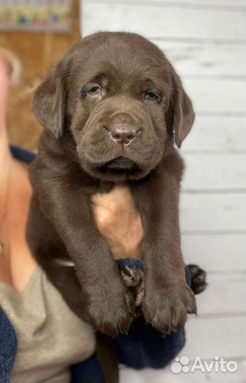 Шоколадный лабрадор