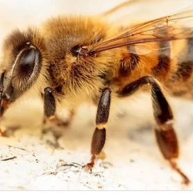 Продам пчелосемьи отводки мёд подмор