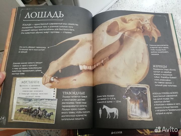 Коллекция костей. Черепа. Clever