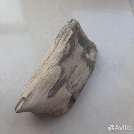 Окаменелое дерево