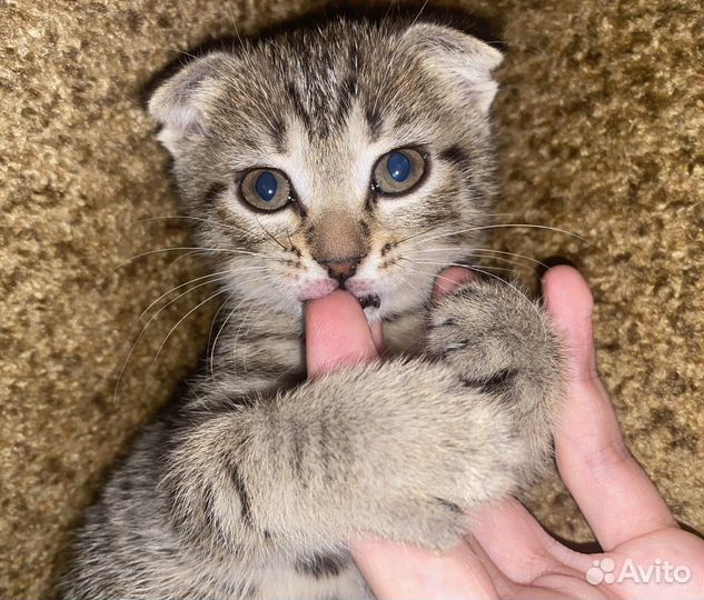 Кошка-котенок