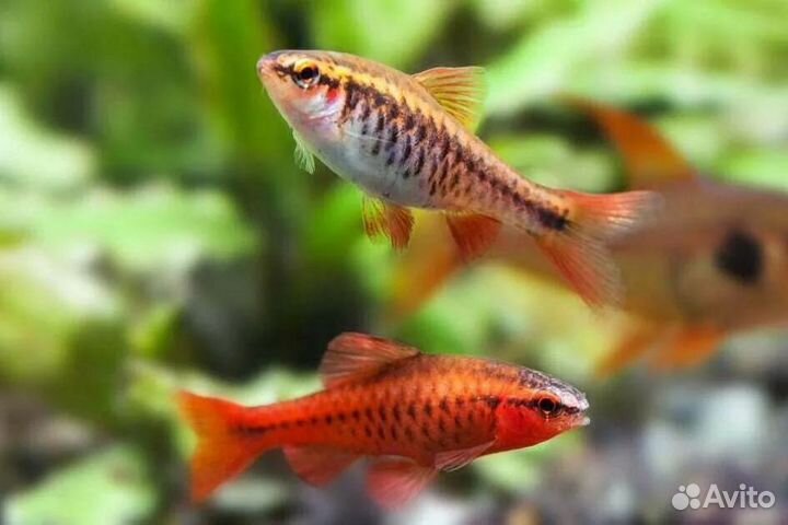 Рыбки в аквариум любого размера