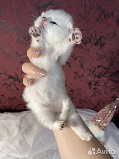 Котята серебристых шиншилл