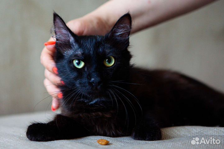 Черный котенок в добрые руки