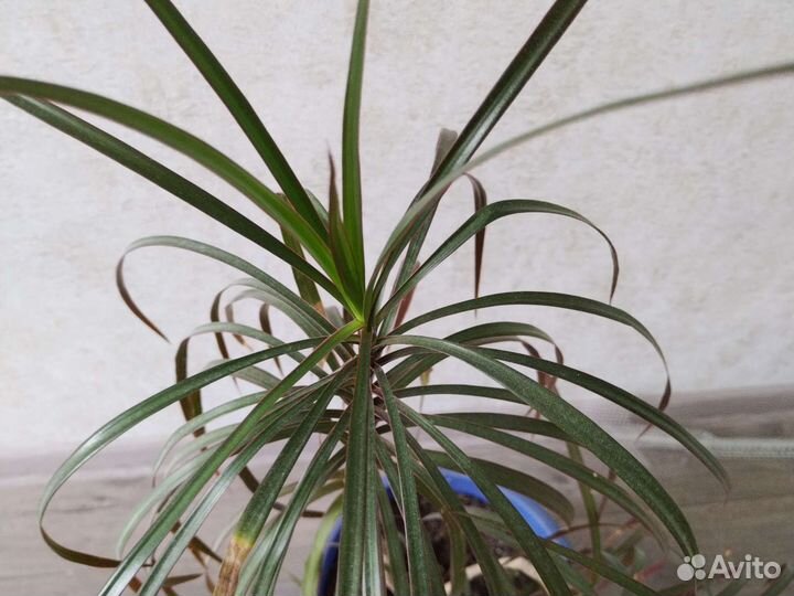 Драцена, Замиокулькас