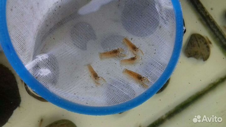 Карликовый рак