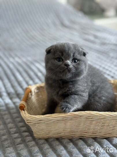 Британские котята