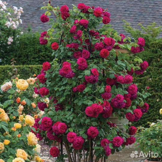 Канадские парковые розы