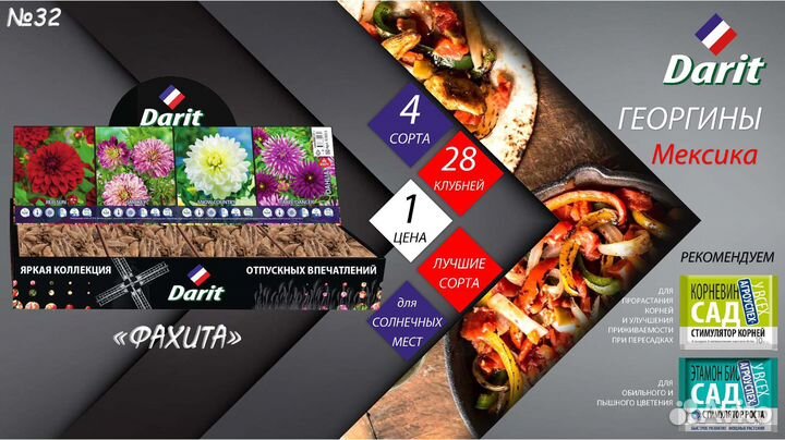 Георгины пампонные и кактусовидные, Darit, Шоубокс