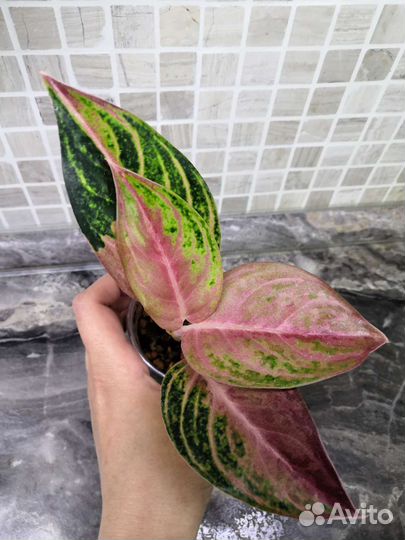 Аглаонема, диффенбахия