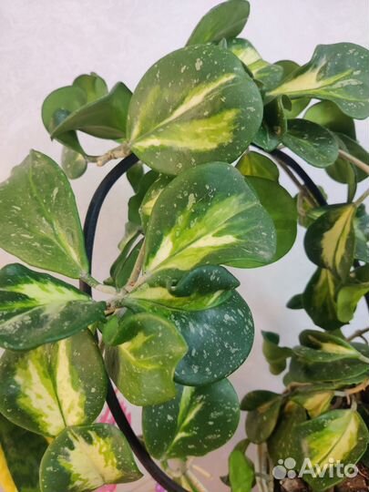 Хойя Обовата вариегата сплеш