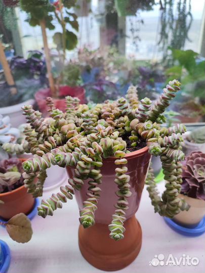 Суккуленты Крассула Марнье 