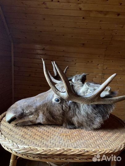 Чучела животных лось кабан
