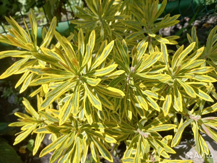 Эуфорбия Ascot Rainbow