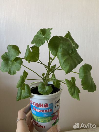 Пеларгония герань, розовая