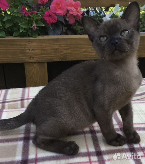 Европейская Бурма - котята