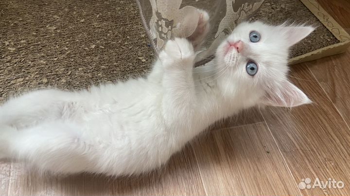 Котята в добрые руки даром девочки