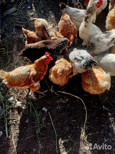 Куры несушки