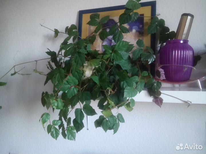 Берёзка циссус великолепный