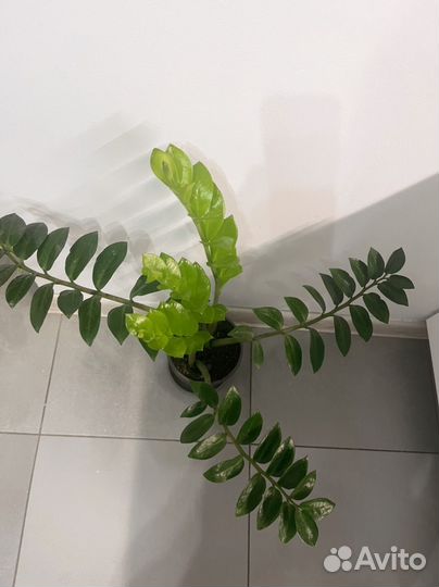 Замиокулькас