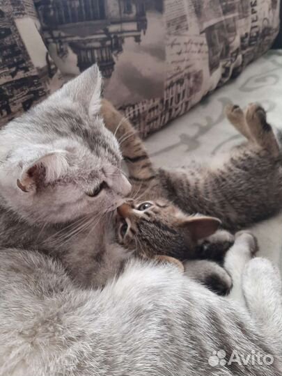 Кошка в дар бесплатно