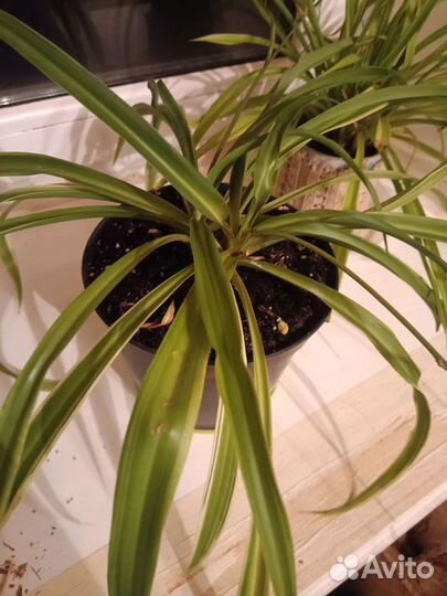 Хлорофитумы