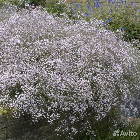Гипсофила рассада