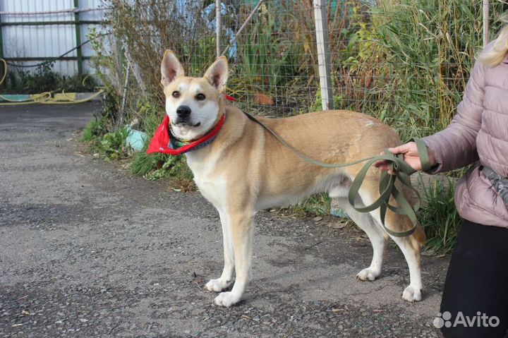 Отдам собаку